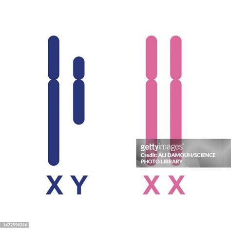 Female Chromosome Symbol Photos And Premium High Res Pictures Getty Images