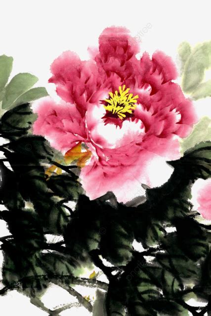 Blooming Peony Flower Ink Ink Bloom Flowers Png Transparent Clipart