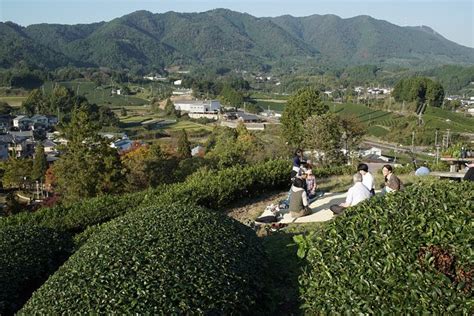 Kyoto Private Farm to Table Tea Experience 2024 - Uji