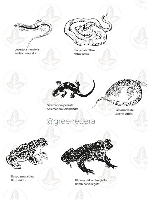 Wildlife of Garda Lake – Greenedera art