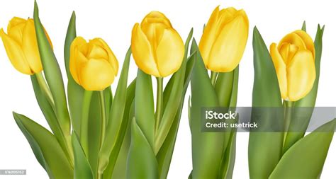 Buket Tulip Kuning Eps 10 Ilustrasi Stok Unduh Gambar Sekarang Alam