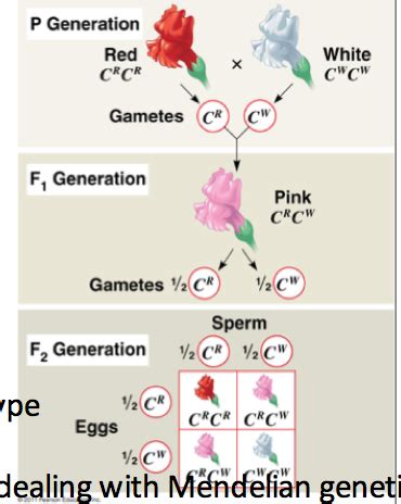 Chapter Mendel And Gene Idea Flashcards Quizlet