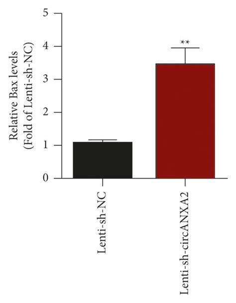 Subcutaneous Tumor Bearing Experiments In Nude Mice Proved That