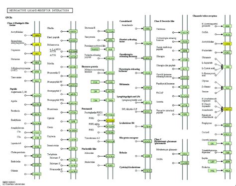 Neuroactive ligand receptor interaction pathway (path:hsa04080)... | Download Scientific Diagram