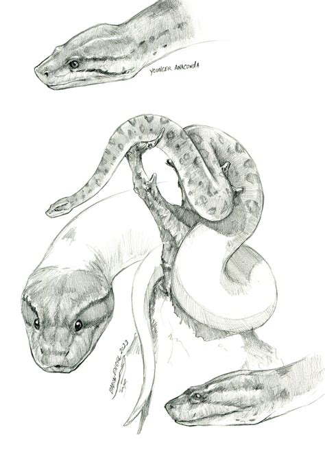 Green Anaconda Studies By Baron Engel On Deviantart