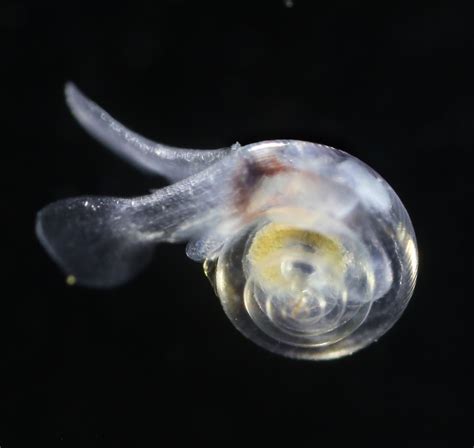 Ocean acidity dissolving tiny snails’ protective shell | NOAA Climate.gov