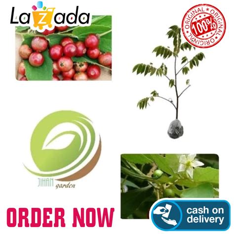 Jual Bibit Tanaman Buah Seri Ceri Kersen Karsen Daun Talok Pohon Cherry