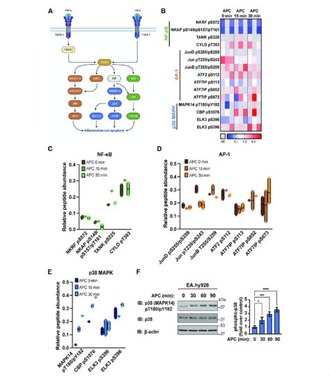 Apc Modulates Tnf Stimulated Proinflammatory Pathways In Endothelial