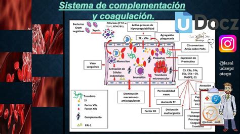 Mapas Mentales Udocz