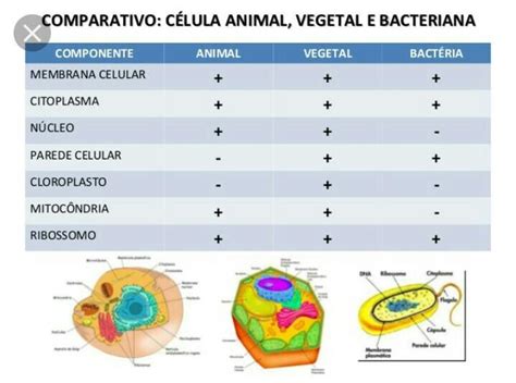 Diferenças Entre Celulas Animais E Vegetais - Cuadro Comparativo Entre Celula Animal Y Vegetal Diferencias Y