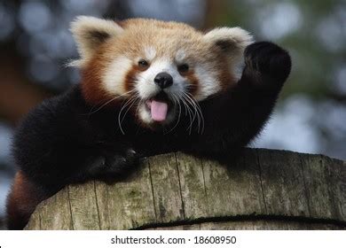 747 Panda Waving Images, Stock Photos & Vectors | Shutterstock