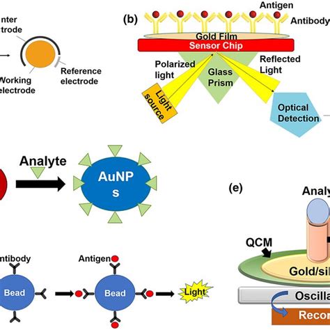 Showing Schematic Representation Of A Electrochemical Biosensor B