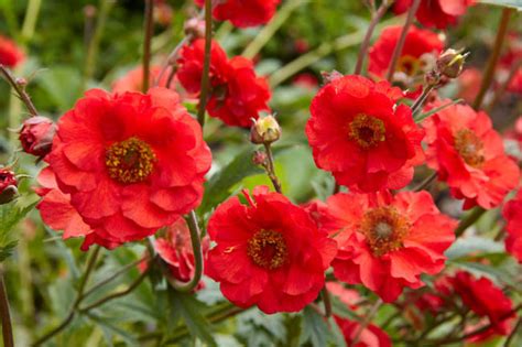 Geum Mrs J Bradshaw Avens