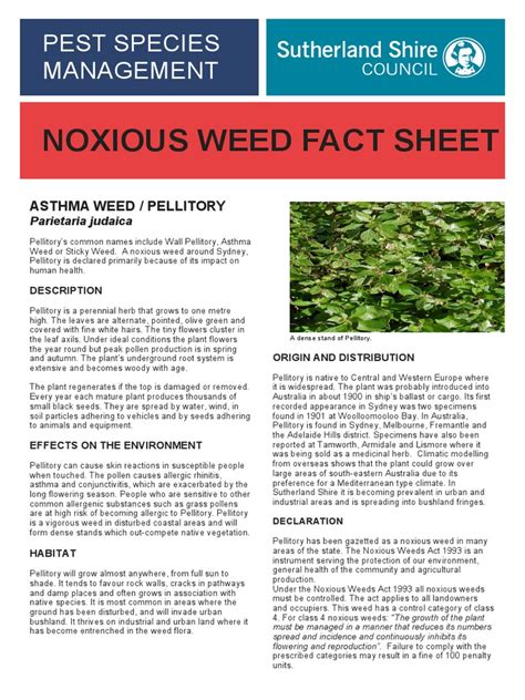 Asthma Weed Weed Plants
