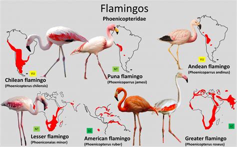 Flamingo Distribution Maps Zoochat