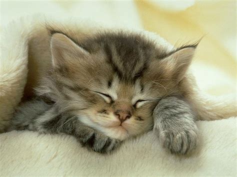 Cute Sleeping Baby Animals