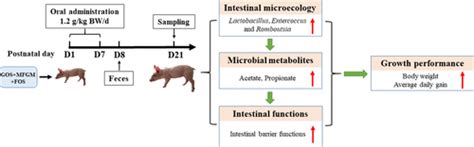 Short Administration Of Combined Prebiotics Improved Microbial