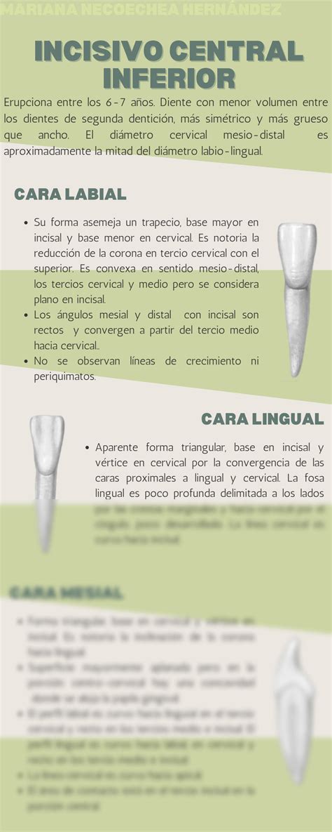 SOLUTION ANATOMÍA Incisivo central inferior Studypool