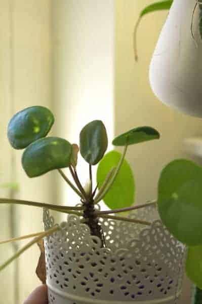 Repotting Pilea Peperomioides How To Repot A Chinese Money Plant