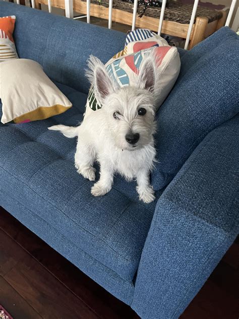 “Mom, I learned how to jump on the couch all by myself!” : r/westies