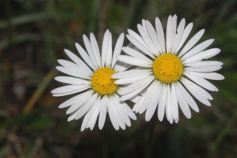 Southern Daisy Bellis Sylvestris INaturalist