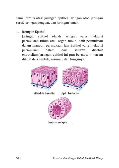 Buku Biologi Dasar Terintegrasi 16 54 Struktur Dan Fungsi Tubuh