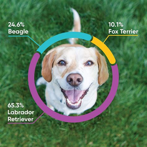 The Ultimate Embark Dog DNA Test Review [year] - ExpertBeacon