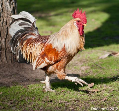 Rooster Hokey Pokey And Attitudes Drmarms Blog