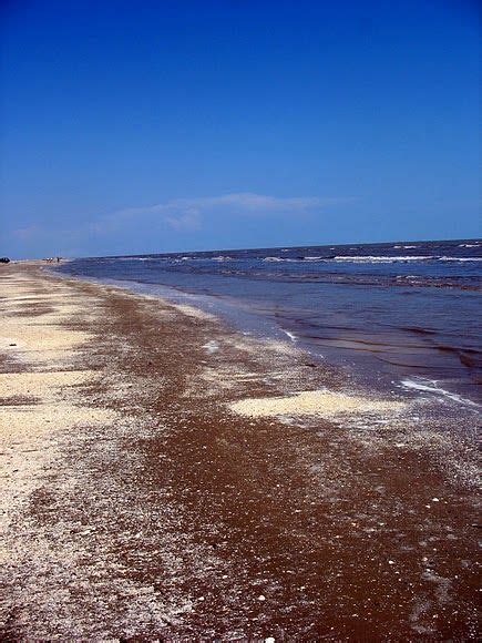 13 Holly beach ideas | beach, louisiana, louisiana usa