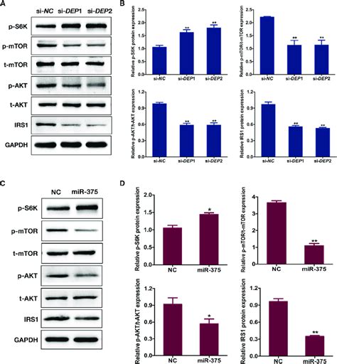 Mir 375 Inhibits Akt Signaling By Directly Targeting Deptor A And B Download Scientific