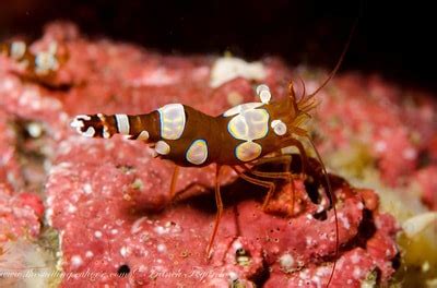 Full moon, full life! - Diving liveaboard in Thailand and Myanmar