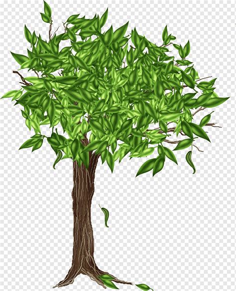 Tree Drawing Tree Leaf Branch Plant Stem Png Pngwing