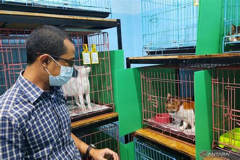 Sudin Kpkp Jaksel Gelar Sterilisasi Kucing Secara Gratis Antara News