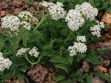 How to Grow and Care for a Yarrow - World of Flowering Plants