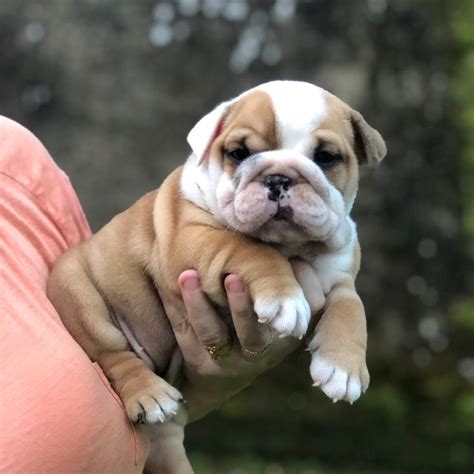 Pin By Melanie Morrow On English Bulldogs Puppies English Bulldog