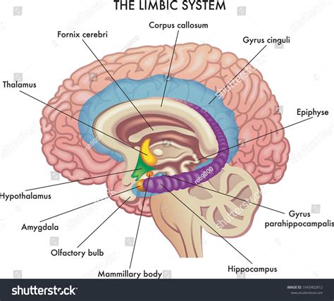 Mammillary body Images, Stock Photos & Vectors | Shutterstock