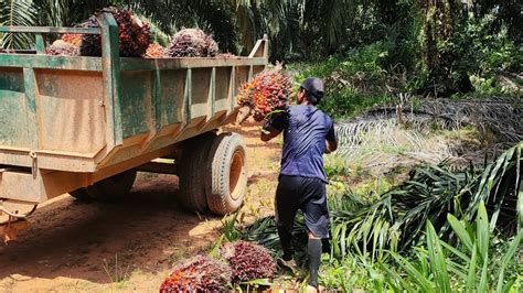 PROSES PANEN KELAPA SAWIT HINGGA LANGSIR SAMPAI LODING RAMP YouTube