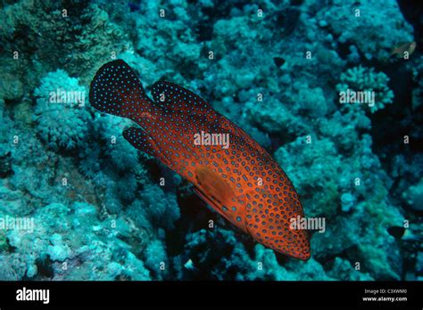 Grouper Fish Teeth Hi Res Stock Photography And Images Alamy