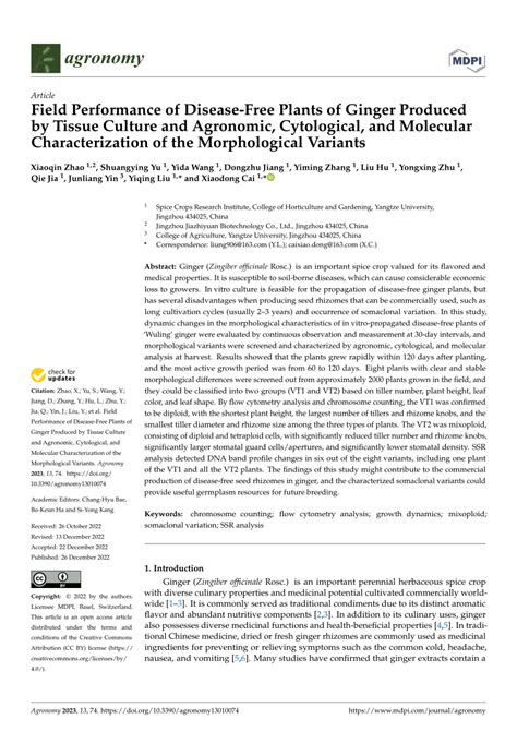 PDF Field Performance Of Disease Free Plants Of Ginger Produced By