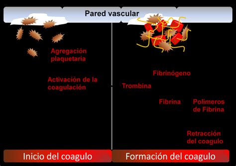 Mecanismo De Formación Del Coagulo Frente Al Daño Vascular Download Scientific Diagram