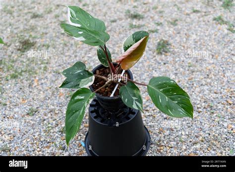 Philodendron red anderson var hi-res stock photography and images - Alamy