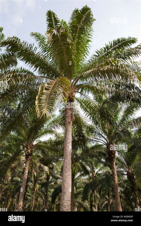 Grove Of Mature Oil Palm Trees That Are Years Old Sindora Palm Oil