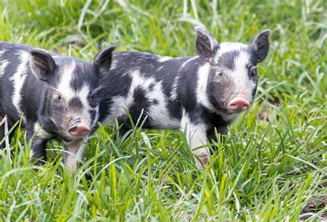 babi bayi foto stok  gambar  amerika serikat amerika