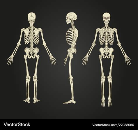 Full Human Skeleton Design Royalty Free Vector Image