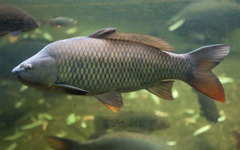 Carp | Description, Size, & Facts | Britannica