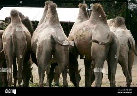 Bactrian Camel Two Humped Camel Camelus Bactrianus Four Individuals