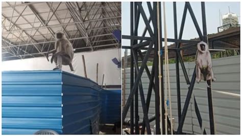 Itbp Counters Monkey Through Baboon Cutouts At Sardar Patel Covid Care