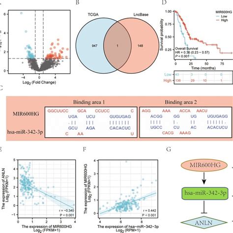 Screening Of Differentially Expressed Mrnas A Volcano Plots Of