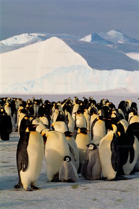 Emperor penguins are the largest species of penguin. As with all
