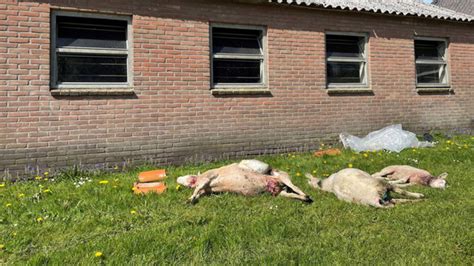 Wolf Doodt Schapen In Fries Dorp Een Hek Is Niet Te Doen NOS